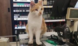 猫咪因违反外出禁令被逮捕